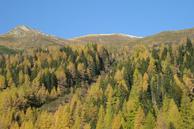 Wandern durch kühle Wälder und über grüne Almen